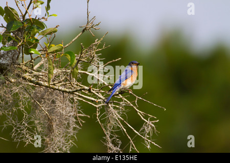 Maschio Bluebird orientale appollaiato in live oak con muschio Spagnolo Foto Stock