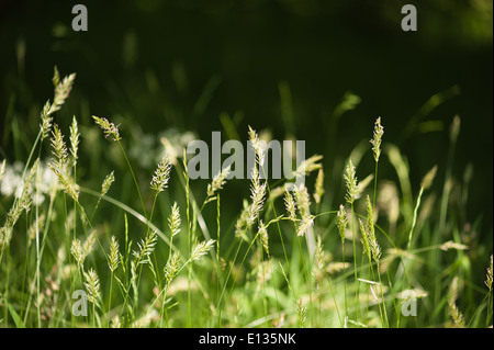 Prato di graminacee erba Spike in piedi fuori fonte di polline hayfever Foto Stock