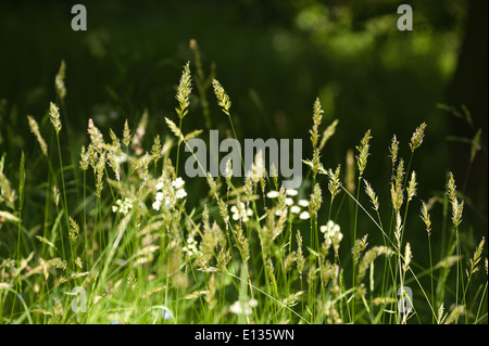 Prato di graminacee erba Spike in piedi fuori fonte di polline hayfever Foto Stock