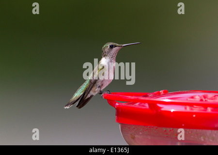 Maschio immaturo ruby-throated hummingbird arroccato su alimentatore Foto Stock