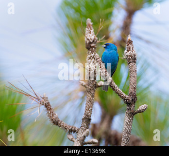 Maschio Indigo Bunting, appollaiato su morti ramoscello di pino Foto Stock