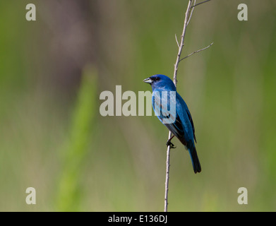 Maschio indigo bunting appollaiato sul ramoscello verticale Foto Stock