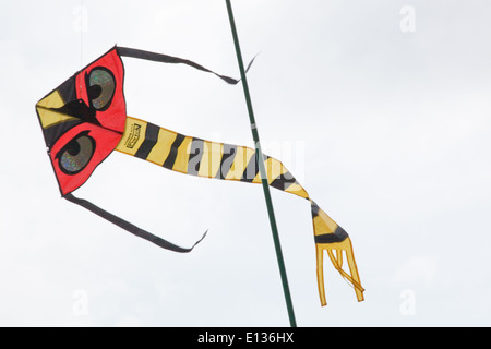 Bird spaventando Kite, con molto sottolineato gli occhi, utilizzato per agire come un dispositivo a spaventare su colture di piselli. Ingham. Norfolk. Foto Stock