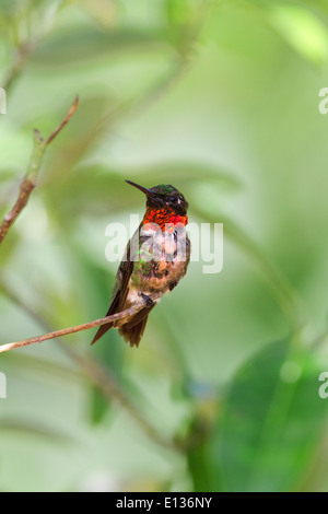 Maschio di Ruby-throated hummingbird appollaiato Foto Stock
