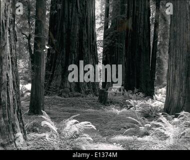 Febbraio 28, 2012 - Giant California Redwoods. famosa in tutto il mondo Redwood Empire contee della California e Oregon dove più di 97 percento del mondo redwood le foreste sono situate, queste potenti sovrani delle foreste che raggiungono un'altezza di 364 metri, con un diametro alla base in eccesso di 2 piedi e un età di diverse migliaia di anni. I visitatori troveranno facile accesso a Redwood Empire attrazioni tramite un sistema 00,000,000 della moderna, tutto l'anno, cassaforte autostrade. Questi magnifici alberi crescono vicino Dyerville nella contea di Humboldt. Foto Stock