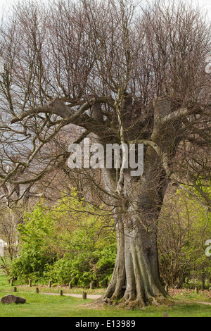 Faggio (Fagus sylvatica). Matura. Gli arti superiori degli alberi sono stati tagliati. La successiva crescita avventizi. Foto Stock