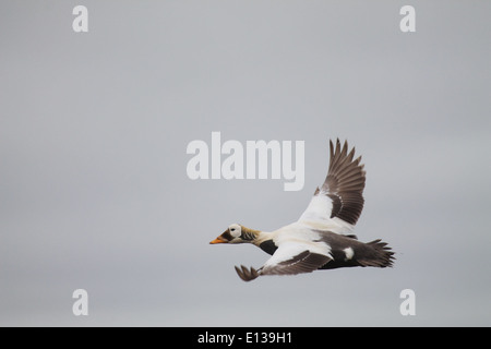 Lo Spectacled Eider, un'anatra marina in via di estinzione, è visto in volo sopra il Yukon Delta National Wildlife Refuge in Alaska. Questa specie è al centro della ricerca in corso per aiutare a proteggere e conservare la sua popolazione. Foto Stock