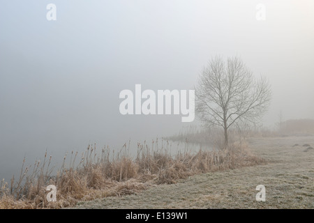 Mattinata nebbiosa, regione Mazovia, Polonia Foto Stock