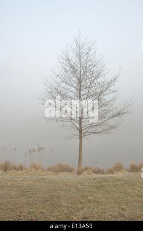 Mattinata nebbiosa, regione Mazovia, Polonia Foto Stock