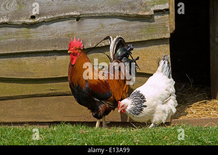 Welsummer galletto e luce Sussex hen da coupe Foto Stock