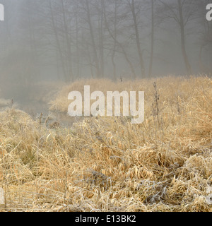 Mattinata nebbiosa, regione Mazovia, Polonia Foto Stock
