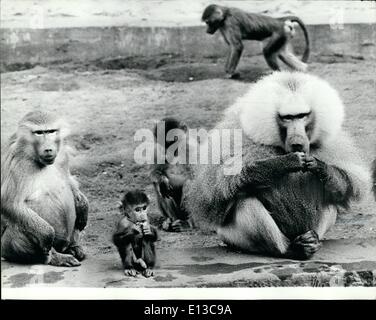 Mar 02, 2012 - Monkey Business: uno dei più popolari animali al giardino zoologico di Varsavia è questa famiglia di Mandrills con il loro bambino prole. Foto Stock