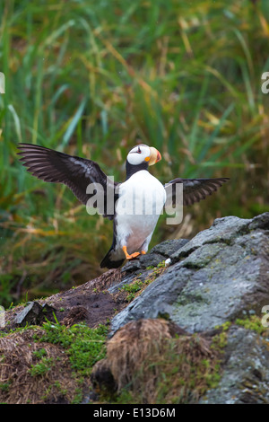 Cornuto Puffin appollaiato su un affioramento roccioso, Isola d'anatra, Alaska Maritime Wildlife Refuge, Alaska Foto Stock