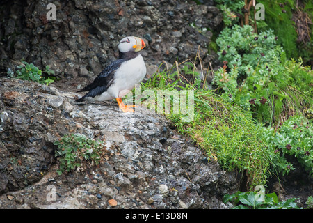 Cornuto Puffin appollaiato su un affioramento roccioso, Isola d'anatra, Alaska Maritime Wildlife Refuge, Alaska Foto Stock