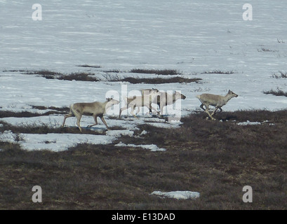 Caribou vagano per le montagne Kilbuck in Alaska, parte del Yukon Delta National Wildlife Refuge, dove contribuiscono alla biodiversità della regione e alla salute dell'ecosistema. Foto Stock
