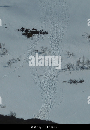 Le tracce di Caribou si trovano nelle Kilbuck Mountains, parte del Yukon Delta National Wildlife Refuge in Alaska. Questa zona remota è un habitat importante per il caribù e altre specie di fauna selvatica della regione. Foto Stock