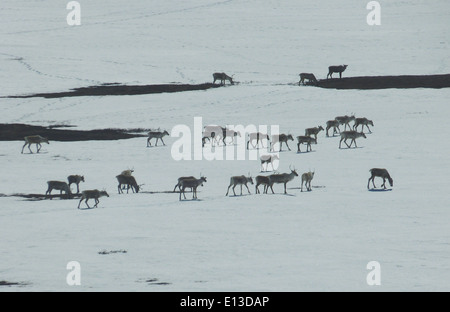 Un caribù è visto vagare tra le montagne Kilbuck in Alaska. Quest'area fa parte del Yukon Delta National Wildlife Refuge, che ospita diverse specie di animali selvatici, tra cui specie migratorie e mandrie di caribù. Il rifugio è un importante sito di conservazione in Alaska. Foto Stock