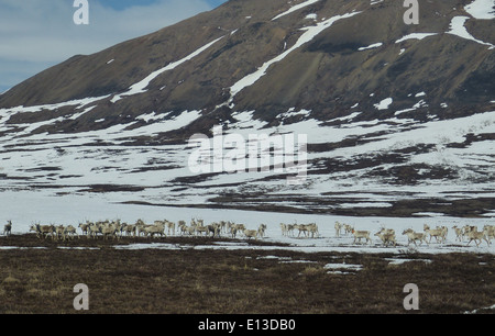 I Caribou sono monitorati nelle Kilbuck Mountains come parte di un progetto del servizio ittico e faunistico degli Stati Uniti, che coinvolge collari per la fauna selvatica per monitorare i loro movimenti e il loro comportamento nel Yukon Delta National Wildlife Refuge, Alaska. Foto Stock