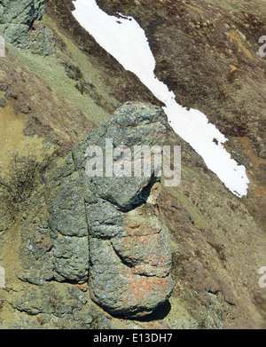 I girofalchi mostrano alta fedeltà del sito ma bassa fedeltà del sito nido, con solo il 22% che torna nello stesso sito nido l'anno successivo. Le distanze di dispersione sono medie di 750 metri, con movimenti compresi tra 50 e 3.400 metri. Questi risultati sono stati documentati attraverso un campionamento genetico non invasivo nel Yukon Delta National Wildlife Refuge dell'Alaska. Foto Stock