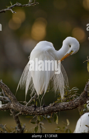 Airone bianco maggiore in allevamento piumaggio preening Foto Stock