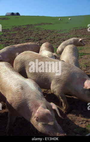 Free range scrofette - giovani suini riproduttori - mostra la scatola e come essi ravvivare il suolo Foto Stock