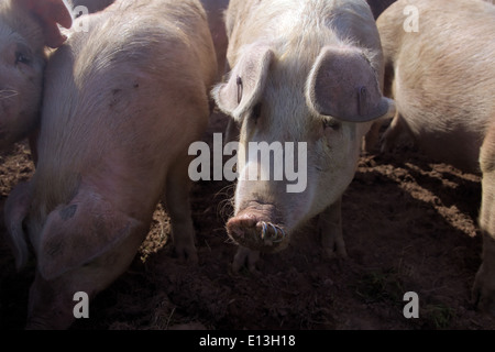 Free range scrofette - giovani suini riproduttori - nota gli anelli nasali per ridurre lo scavo Foto Stock