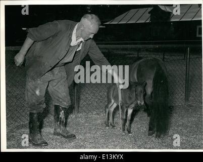 Mar 02, 2012 - la più giovane del mondo puledro. è quello di essere visto all'Munich-Hellabrunn Zoo. La madre è uno dei più famosi pony Shetland. Quando si nasce, il puledro ponderate 12 libbre soltanto, e non era più grande di come un terrier. Ora è a due settimane di età misura 38 centimetri di altezza e si gode il primo giorno di sole al di fuori. Foto Stock