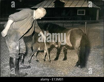 Mar 02, 2012 - la più giovane del mondo puledro. è quello di essere visto all'Munich-Hellabrunn Zoo. La madre è uno dei più famosi pony Shetland. Quando si nasce, il puledro ponderate 12 libbre soltanto, e non era più grande di come un terrier. Ora è a due settimane di età misura 38 centimetri di altezza e si gode il primo giorno di sole al di fuori. Keystone Monaco di Baviera, 6 Luglio 1953 Foto Stock