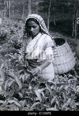 27 mar 2012 - Una giovane raccoglitrice di tè di India, al lavoro sul pendio di una piantagione in Kerala, India del comunista solo stato controllato. Lei sceglie tra 70-100 kg al giorno, e riceve i repee. 5 annas per 16 libbre per ottenere le 16 libbre, ella ha di prendere solo la gemma e due foglie dalla sommità di ciascuna bussola di tè, di conseguenza lei cammina di miglia attraverso la piantagione di sempre in salita. Dopo il suo carrello è piena ella porta a lunghe distanze torna alla fabbrica di tè. Foto Stock