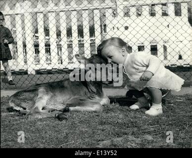 27 mar 2012 - ''Flair" ottiene il suo primo assaggio della ribalta lei è la settimana-vecchio vitello jersey a Battersea's zoo per bambini: bambini in visita a Battersea Cariens bambini;s Zoo avrà un nuovo animale da vedere. ''Flair'' è arrivata una settimana fa. Lei è una pura razza Jersey di vitello, e sembra sox criptica e dolce che il burro non farebbe fondere nella sua bocca. pugno visitatore di ammirare qui si è rivelato essere un po' di celebrità di se stessa. Ella era di 22 mesi di età Alicia Mann, noto a milioni sulla televisione commerciale per le sue apparizioni in un annuncio pubblicitario di sapone. Foto Stock