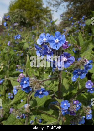 Borragine Alkanet verde Pentaglottis sempervirens crescente sulla brughiera Foto Stock