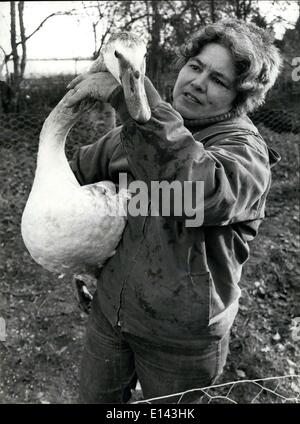 Mar 31, 2012 - Home per swan: la sig.ra Sheila Baker ha un piuttosto insolito " famiglia "' nel giardino sul retro di casa sua a Sparham, Norfolk. Sta cercando un computer dopo 21 cigni che lei e suo marito hanno salvato dal Nofolk Broads sofferenza formare varie lesioni - ferite di armi da fuoco, ami da pesca e linee e avvelenamento da piombo. La foto mostra la sig.ra Sheila Baker e di alimentazione alla ricerca dopo gli Swans nella sua casa di Norfolk. Foto Stock