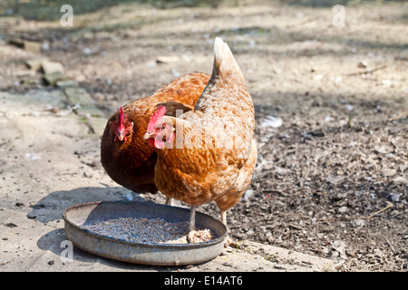 galline Foto Stock