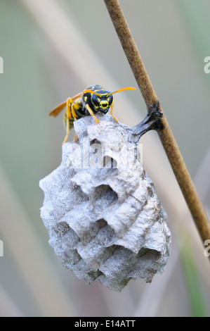 Wasp e nido Foto Stock