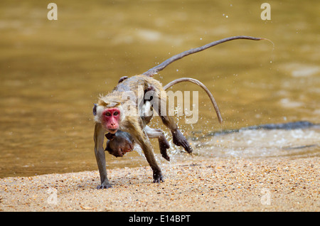 Toque Macaque Macaca sinica sinica femmina e neonato Varcando il fiume Foto Stock
