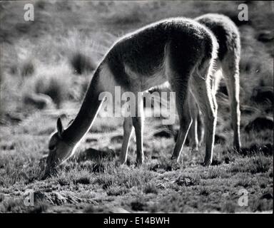 Apr. 17, 2012 - minacciate di estinzione: Nuovi regolamenti può ancora salvare la Vicuna nelle Ande: queste foto appena ricevuti mostrano la Vicuna nel suo habitat naturale. È raro per questo timido animale per consentire un cameraman di avvicinarsi abbastanza vicino per una buona fotografia. La vigogna, una rara sud americana rispetto del cammello e della lama, è minacciato di estinzione e il divieto del governo, ha annunciato questa settimana, all'importazione di vigogna capelli e pelle, è il risultato di una campagna da parte del mondo la vita selvatica fondo che dicono che ci sono inferiori a 10.000 vigogne nell esistenza Foto Stock