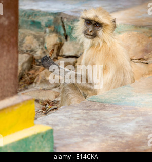Adulto langur monkey seduto in un piccolo tempio aperto, bandhavgarh riserva della tigre, India, Asia Foto Stock