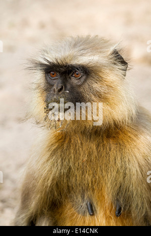 Femmina adulta langur monkey, bandhavgarh riserva della tigre, India, Asia Foto Stock