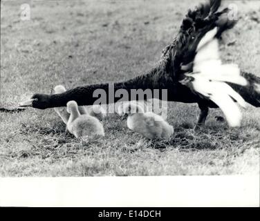 Apr. 17, 2012 - proprio come il Concorde: Questo cigno nero era fuori nel parco con la sua famiglia di giovani Cygnets quando un fotografo di avvicinamento è venuto vicino al suo giovane s ha preso la sua posa protettivo che lo rende simile il Concorde è tenuto spento. Foto Stock