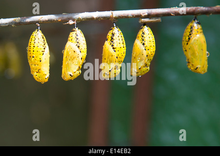 Close up di farfalla crisalide appeso dal ramo Foto Stock