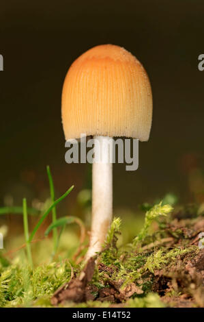 Tappo di mica o scintillanti di inchiostro-cap (Coprinus micaceus), Nord Reno-Westfalia, Germania Foto Stock