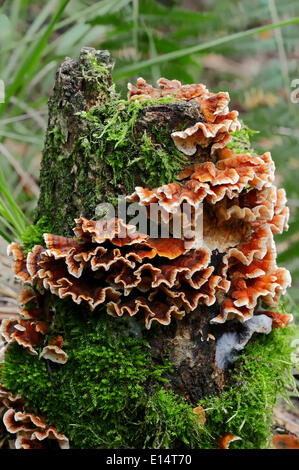 Spurgo crosta di quercia (Stereum gausapatum), Nord Reno-Westfalia, Germania Foto Stock