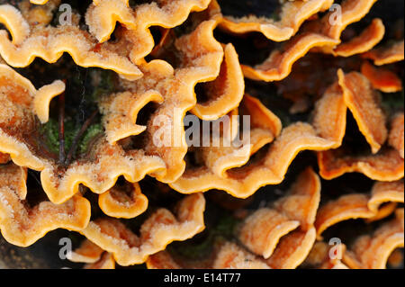 Hairy Stereum o tenda pelose Crosta (Stereum hirsutum), Nord Reno-Westfalia, Germania Foto Stock