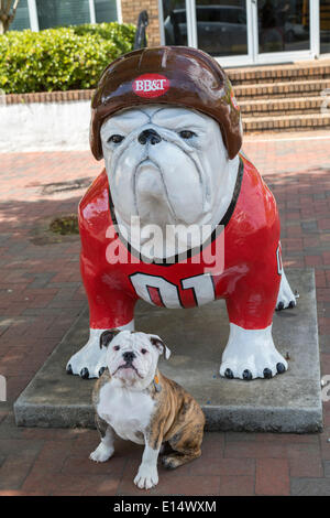 Bulldog inglese cucciolo di fronte un Bulldog scultura che indossa una uniforme da baseball, Atene, Georgia, Stati Uniti Foto Stock