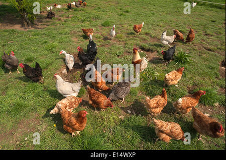 Free-range di polli e anatre, Baviera, Germania Foto Stock