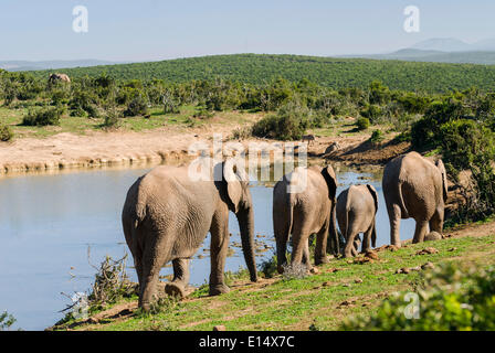 Gli elefanti africani o bush africano Elefante africano (Loxodonta africana) allevamento in viaggio per un waterhole, Addo Elephant National Park Foto Stock