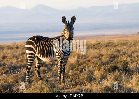Cape Mountain Zebra (Equus zebra zebra), Mountain Zebra National Park, Capo orientale, Sud Africa Foto Stock
