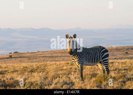 Cape Mountain Zebra (Equus zebra zebra), Mountain Zebra National Park, Capo orientale, Sud Africa Foto Stock