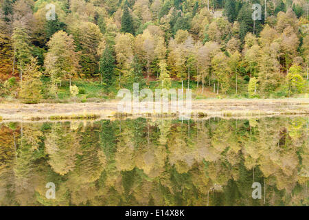 Nonnenmattweiher stagno in Autunno, Foresta Nera, Baden-Württemberg, Germania Foto Stock