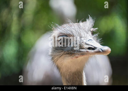 Maggiore Rhea (Rhea americana), ritratto, captive Foto Stock